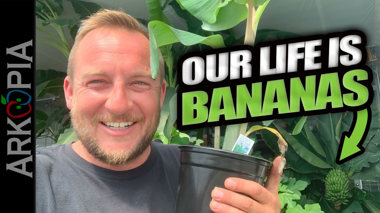 🍌So Many Bananas in Saskatchewan, Canada.  Greenhouse banana plantation update.