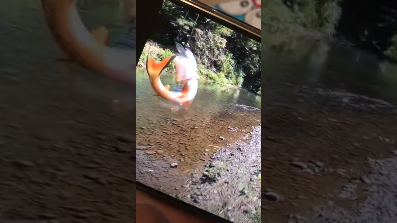 Strike Hampili Pake Swim Lengek Zyad 