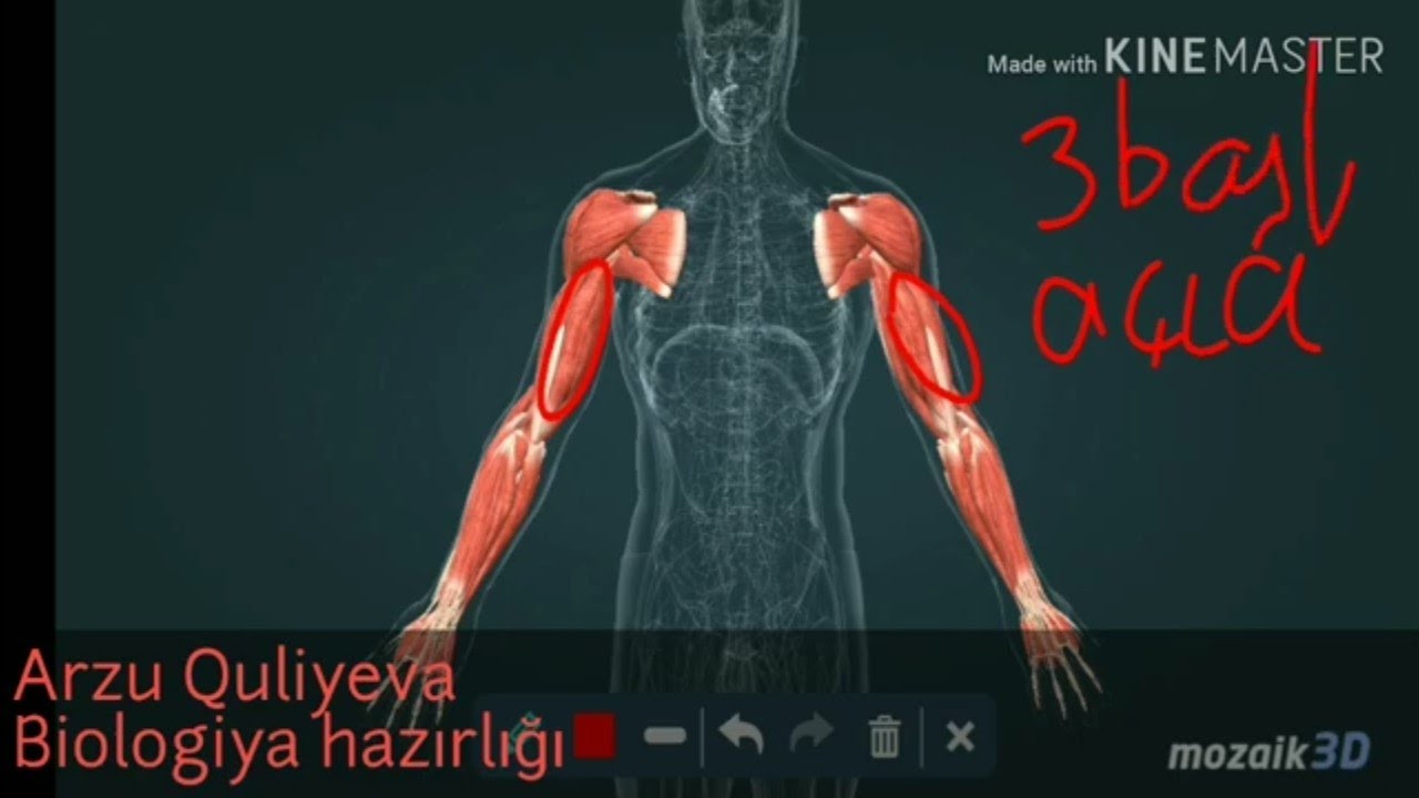 İnsan ətraflarında açıcı və bükücü əzələlər