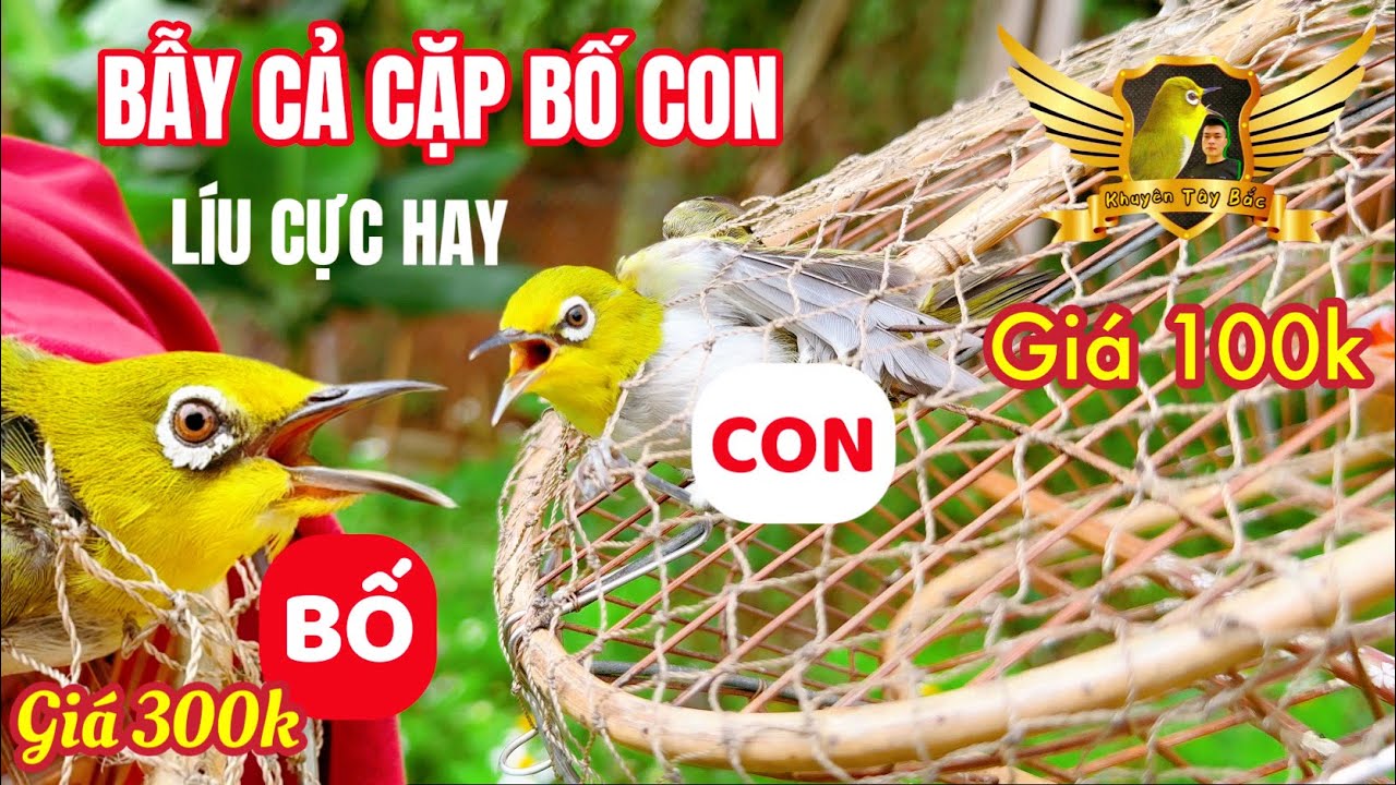 Bẫy Đấu Cặp Chim Bố Con Líu Giọng Lạ Cực Hay - Thả Con Chim Siêu Đẹp Về Rừng - Pleci Bird | KTB