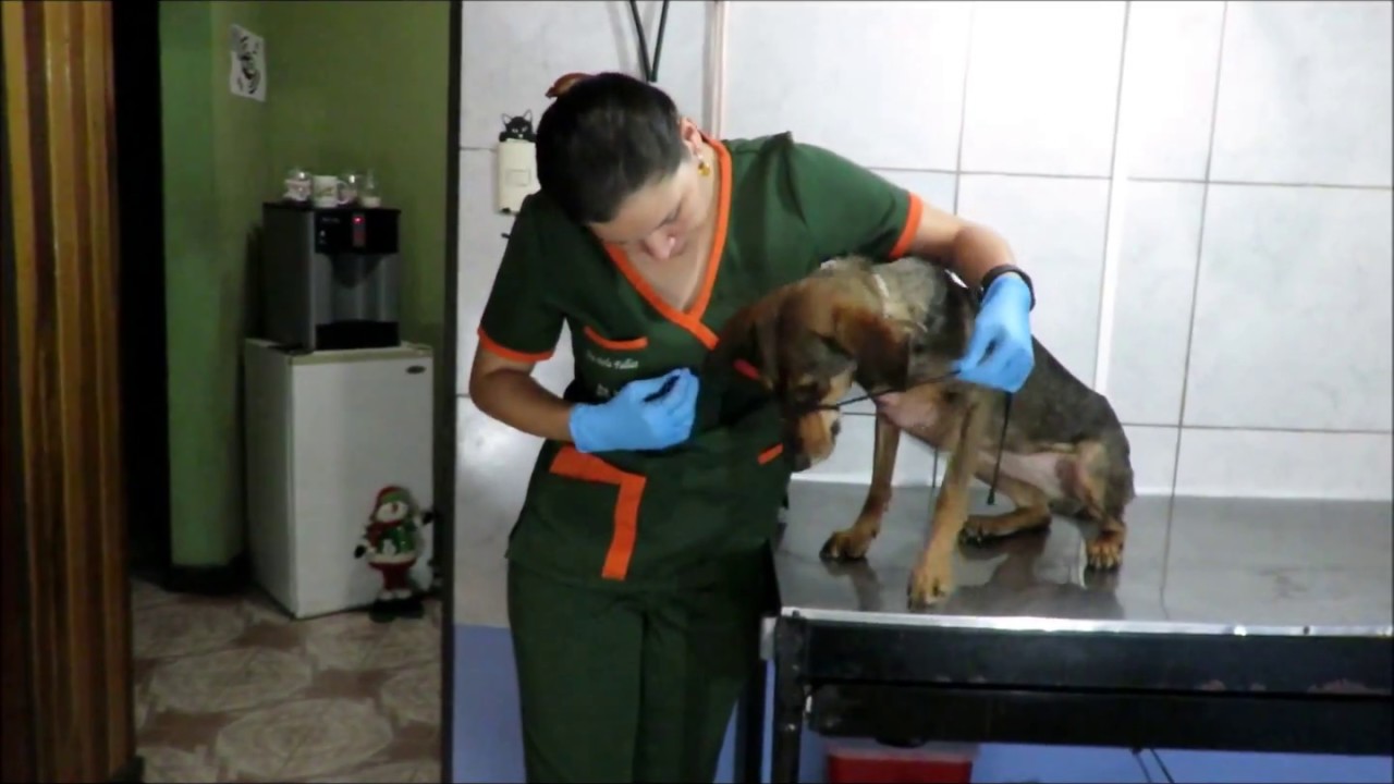 Cómo amarrar el hocico a un perro para medicarlo