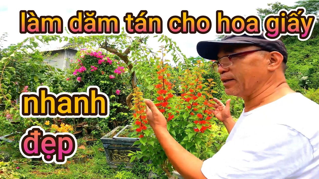 cách làm dăm tán cho cây hoa giấy từ nhỏ tới lớn làm sao cho đẹp