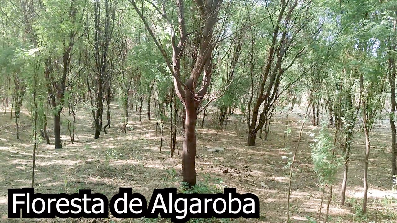 Você Já Viu Uma Mata De Algaroba