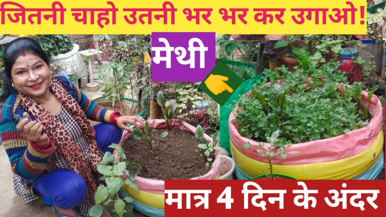 Grow Fenugreek in 4 days How can you grow Fenugreek at home मेथी बीज से घर में 3दिन में कैसे उगाएं??
