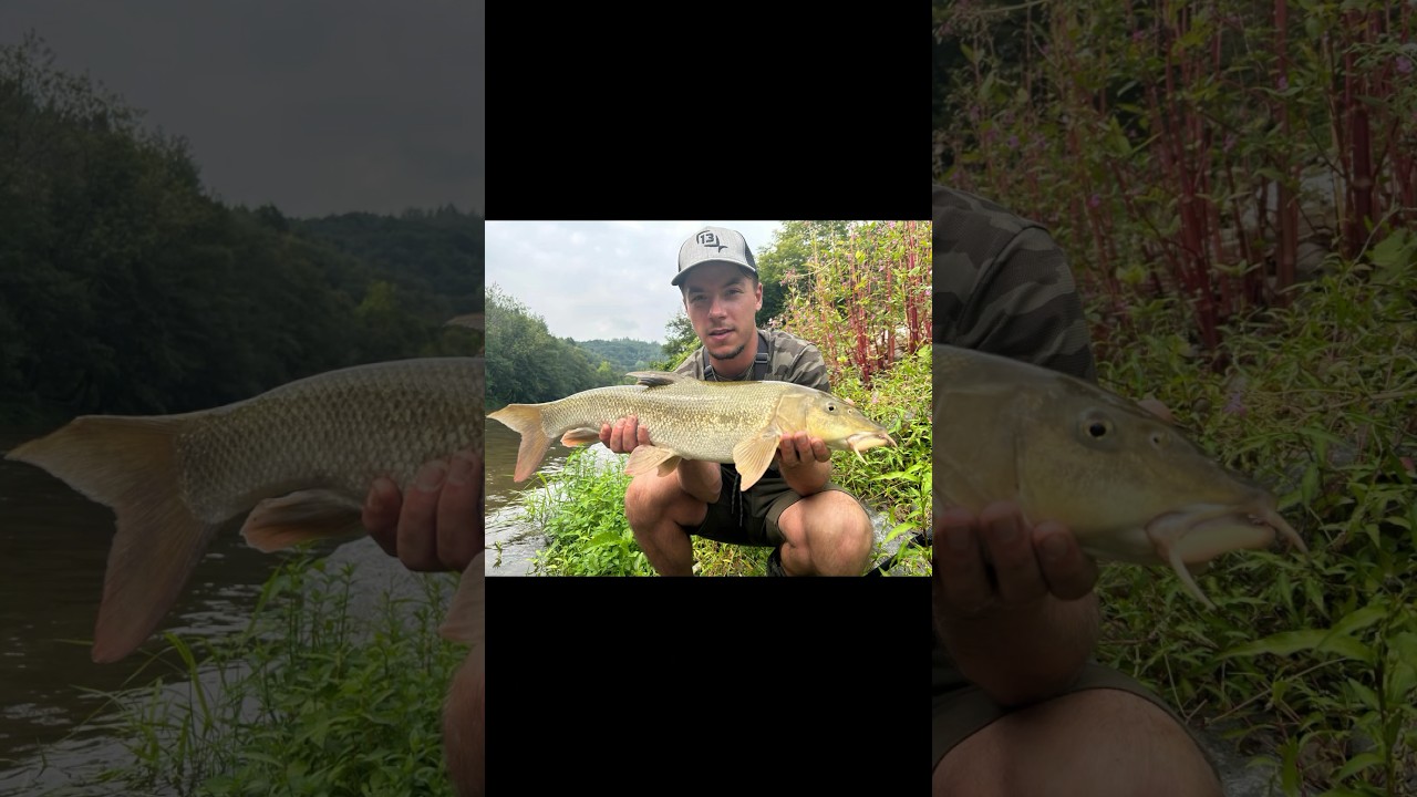 P&ecirc;che du barbeau🎣 #fishing #rivi&egrave;re #fishinglife