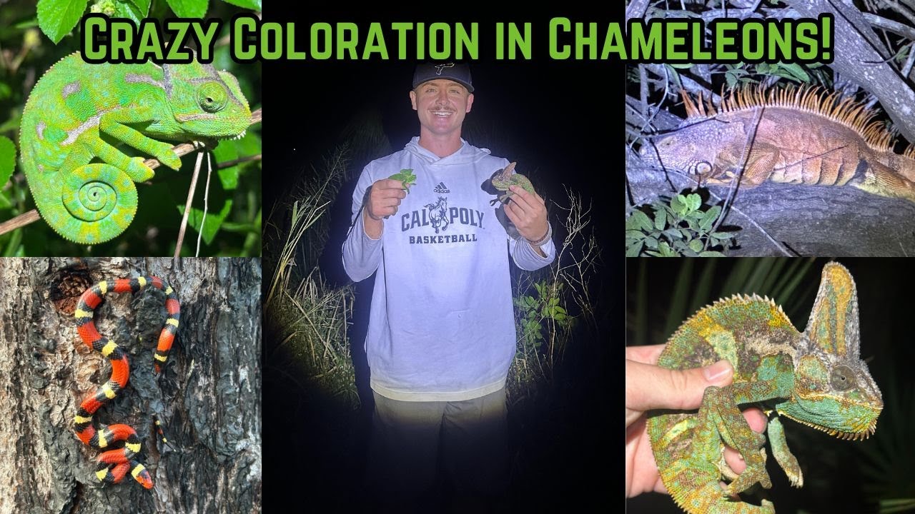 CRAZY Coloration in Chameleons! Gators, Manatees, and Kingsnakes