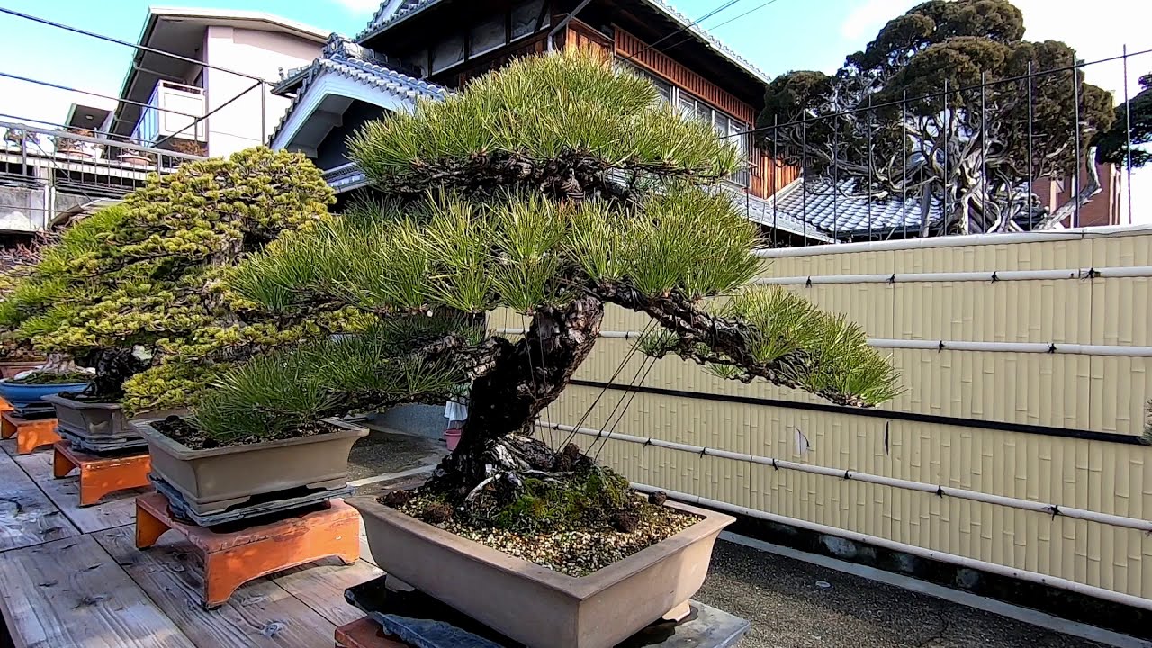 A Japanese Bonsai Nursery
