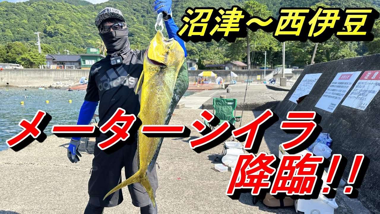【神回】沼津～西伊豆　堤防からメーターシイラ 降臨 ❗️❗️