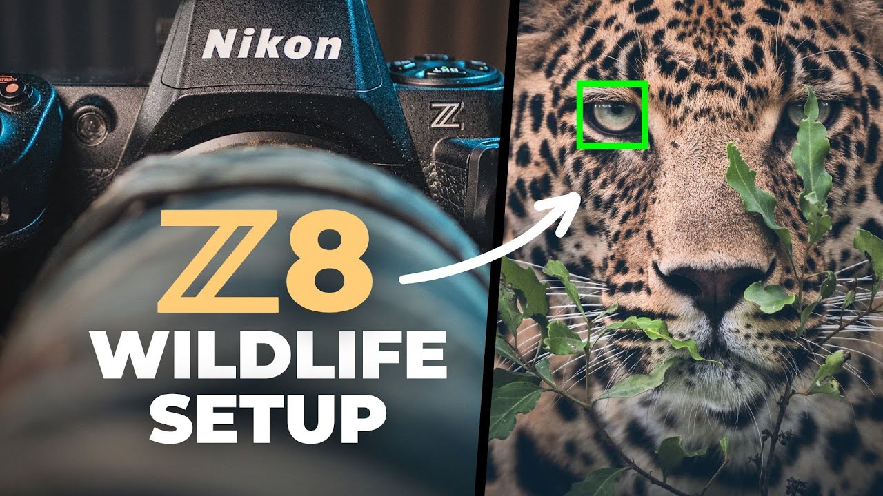 Настройка Nikon Z8 для более качественных снимков дикой природы | Фотография дикой природы