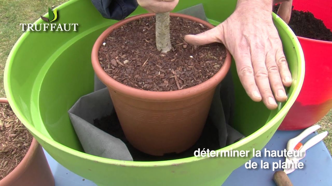 Fruitier en pot : plantation et entretien - Truffaut