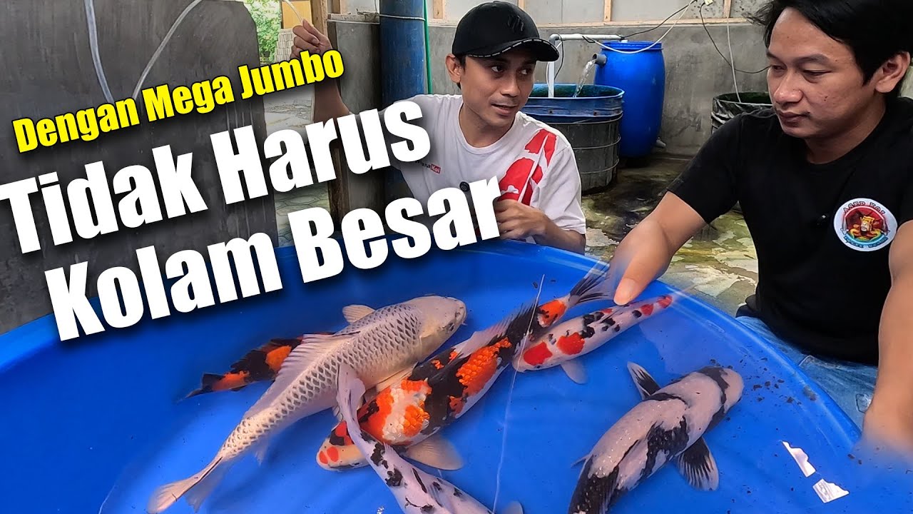 Ternyata Keeping Koi Utuk Show Tidak Harus Di Kolam Besar | Dengan Pakan Mega Jumbo