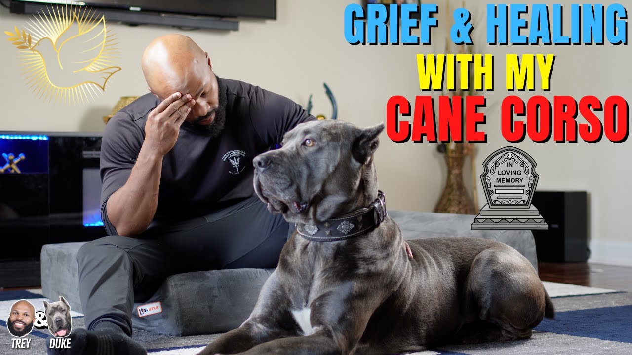 Grieving & Healing With My Cane Corso