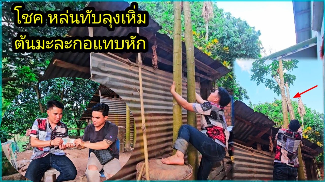 โชคหล่นทับลุงเหิ่มต้นมะละกอแทบหัก 2 มีนาคม ค.ศ. 2026