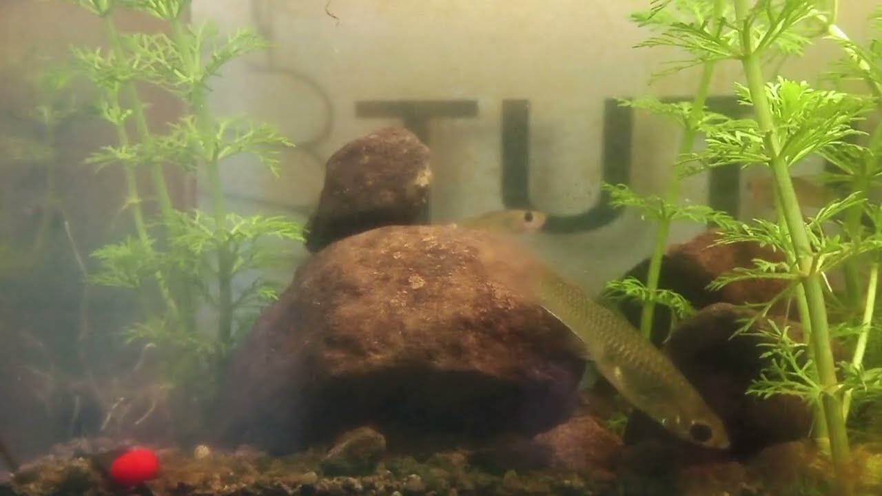 Dunia Tersembunyi di Dalam Akuarium | Keindahan Alam Mini yang Menenangkan