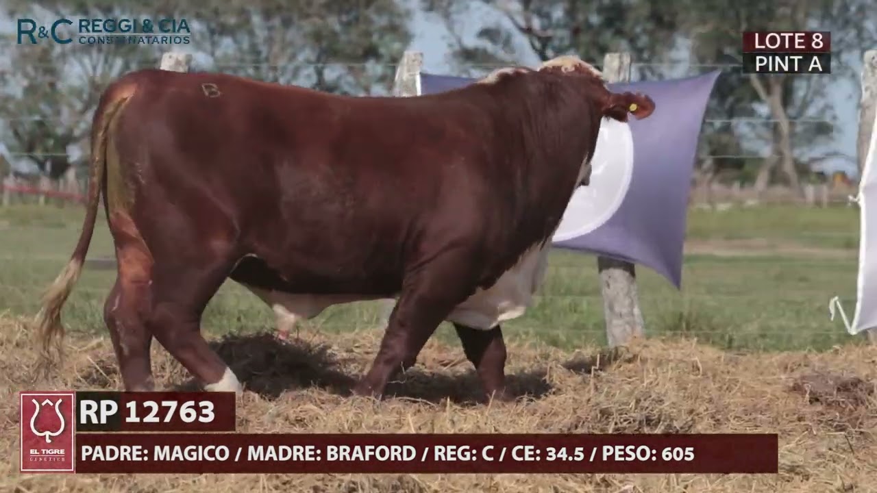 LOTE 8 PINTURA A EL TIGRE