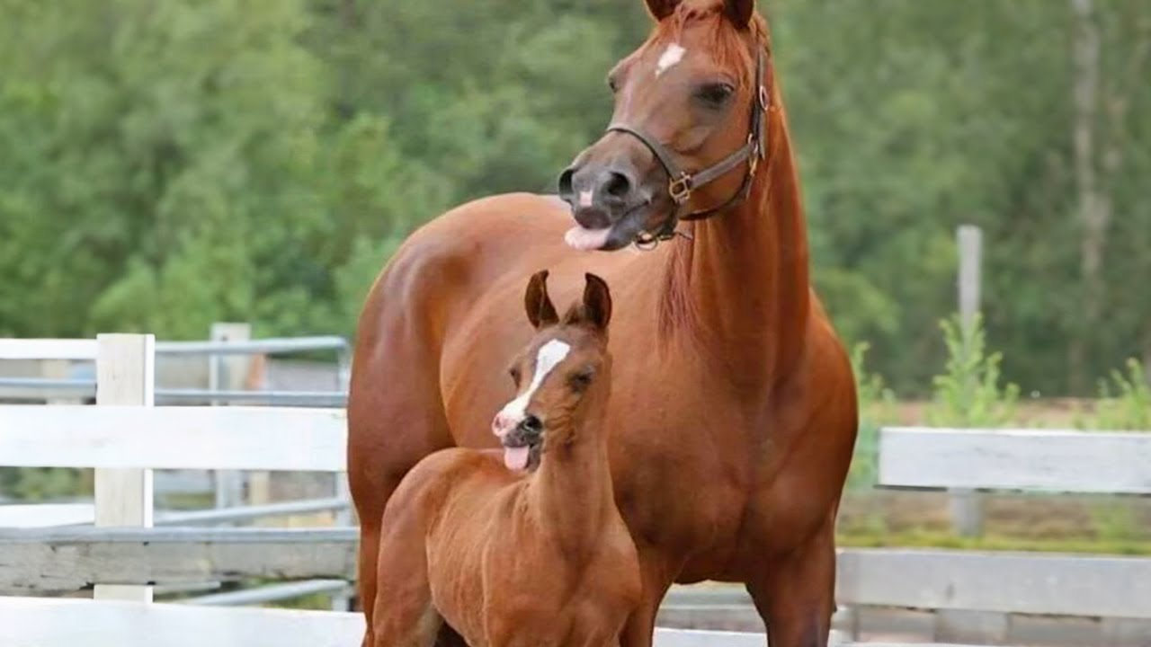 These horses are hilarious 😂