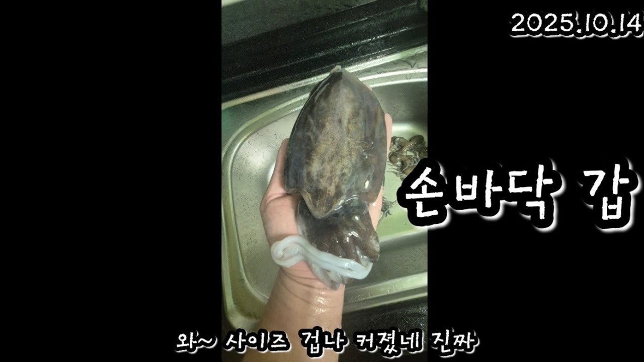 새만금~태안 쭈꾸미.갑오징어🦑 사이즈가 점점 커지네요!