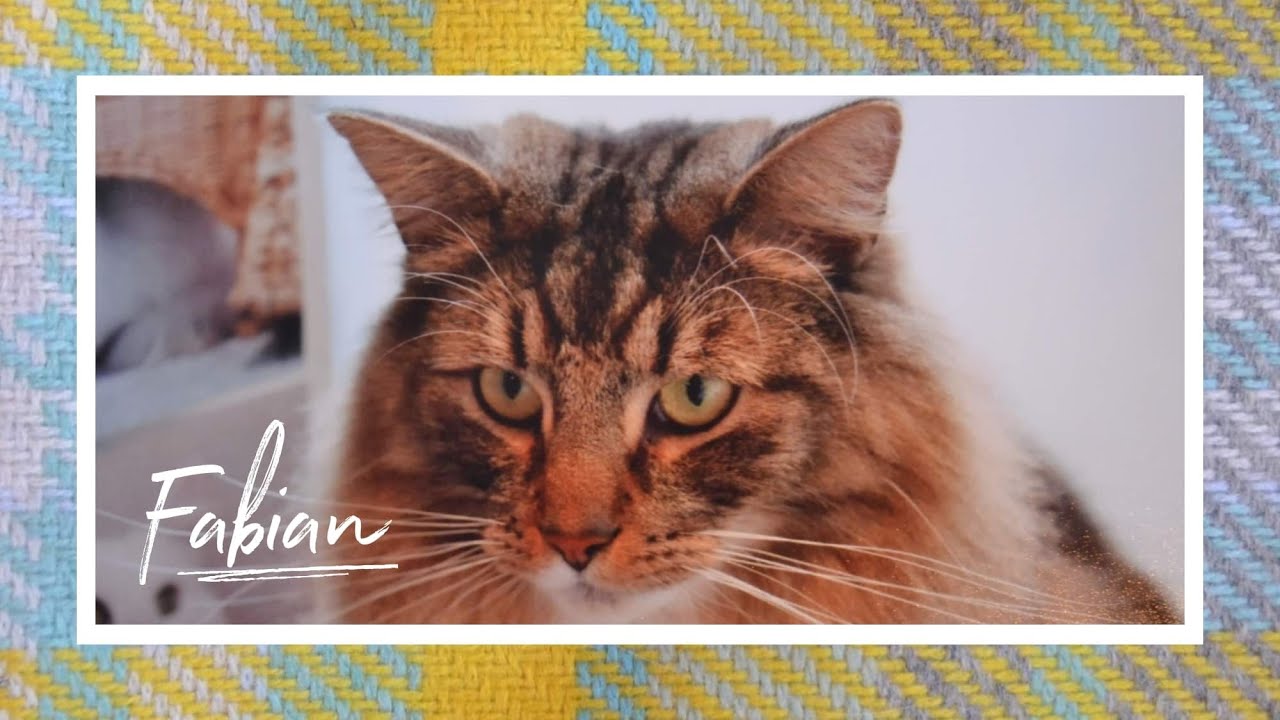 Maison De Moggy - Fabian