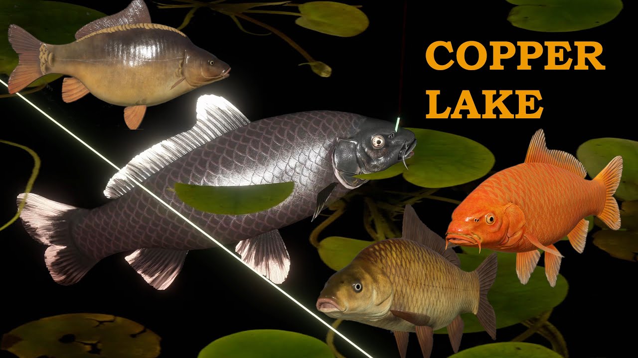 Color Carp spot - Copper Lake | Russian Fishing 4 #53