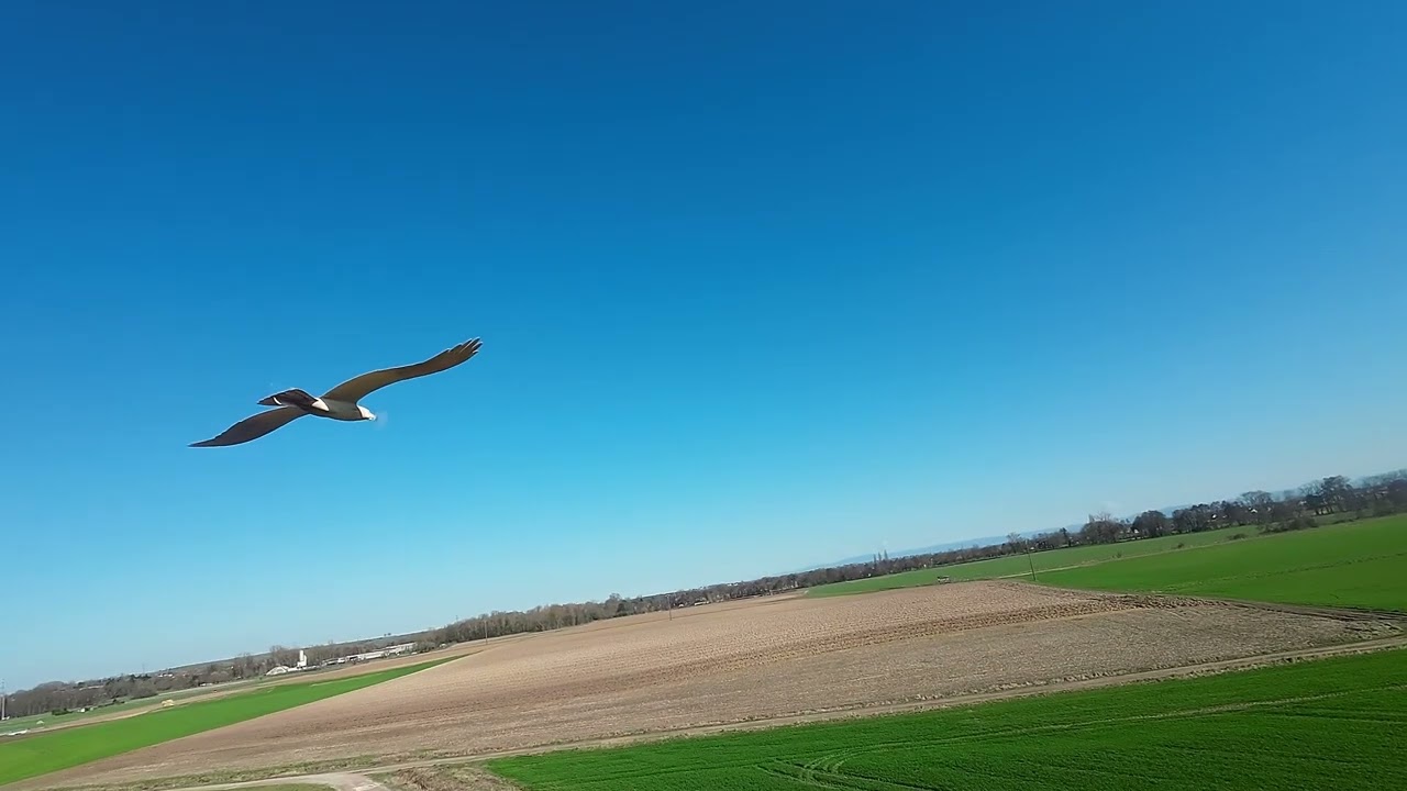 PlanePrint Eagle NG + DJI Avata