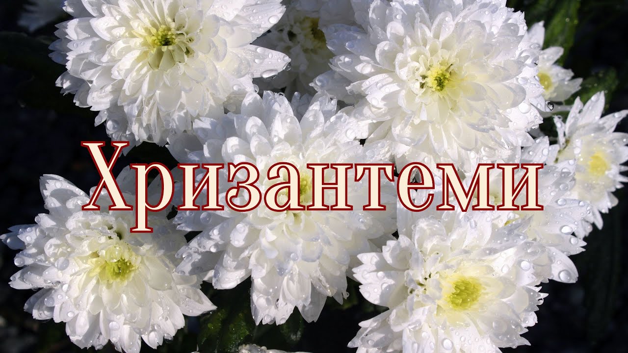 Хризантеми. Слова Валентини Чайковської, музика Алекса Ческісає співає Світлана Міронова