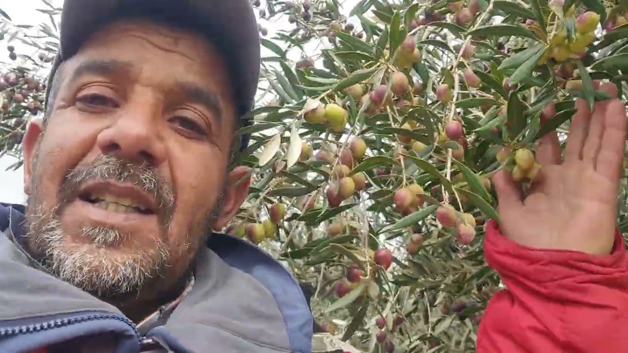 هدي الاخيرة للشناقة الزيتون 3dh والزيت 35dh ربي كبير