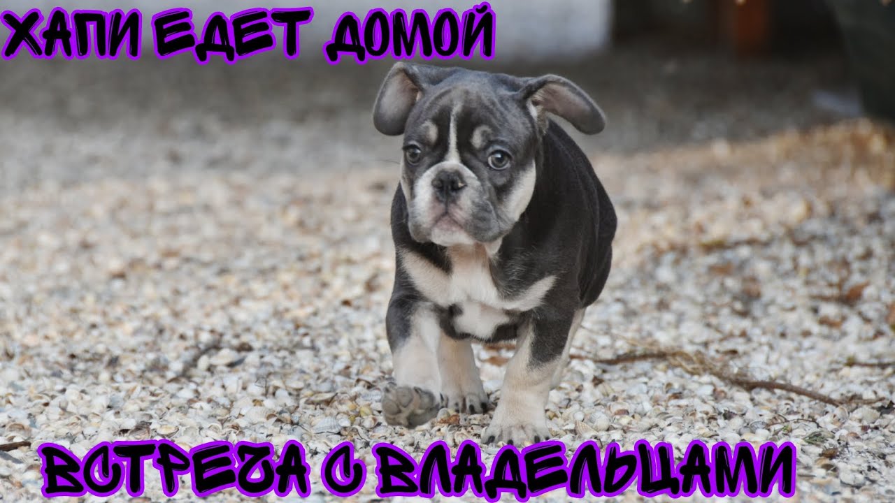 Мальчик Хапи едет домой! Сборы, встреча с владельцами.