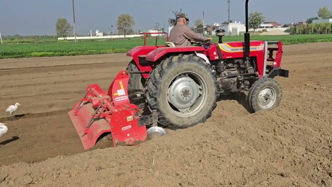 आज करदी खेत की फाइनल जुताई, Massey ट्रैक्टर और Maschio का रोटावेटर कमाल कर दिया..