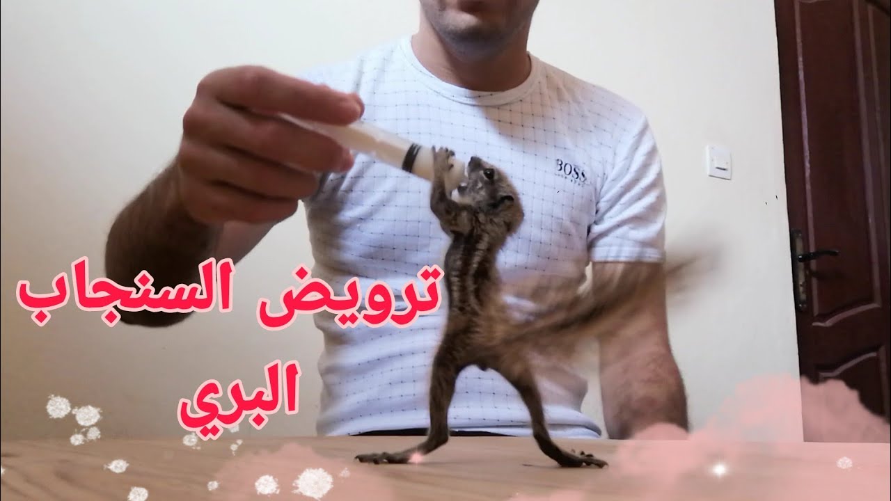#حيوانات ترويض سنجاب بري جميل جدا 🦦