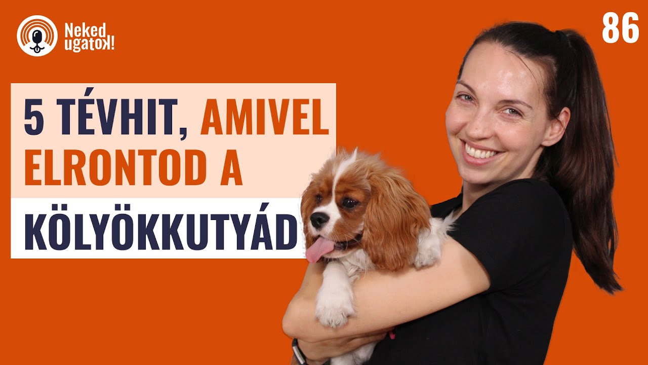 5 kölyökkutyás tévhit, amikkel ártasz a kutyádnak | #86