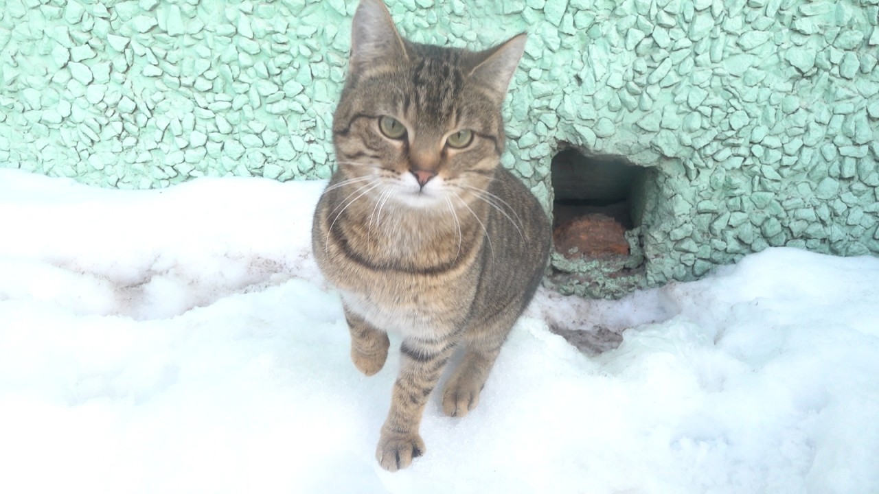 Cute cats meow and hungry puppy in the snow