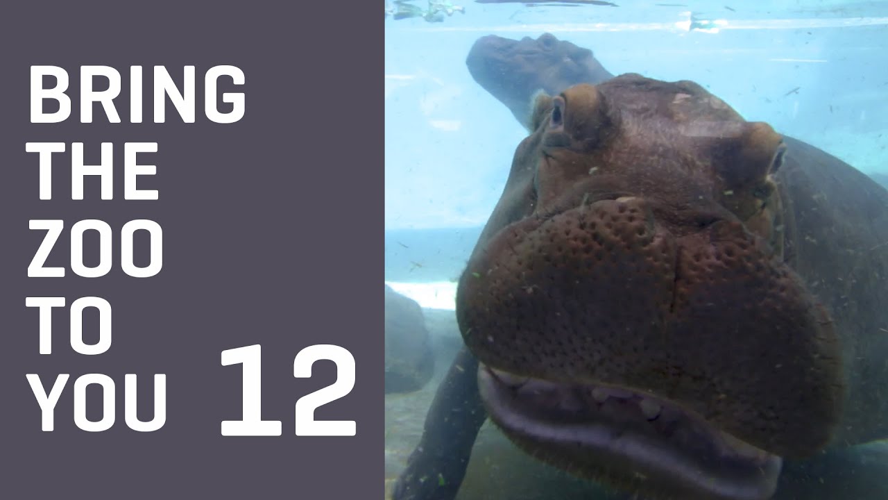 Bring the Zoo to You - Meet BOIPELO and ADANNA