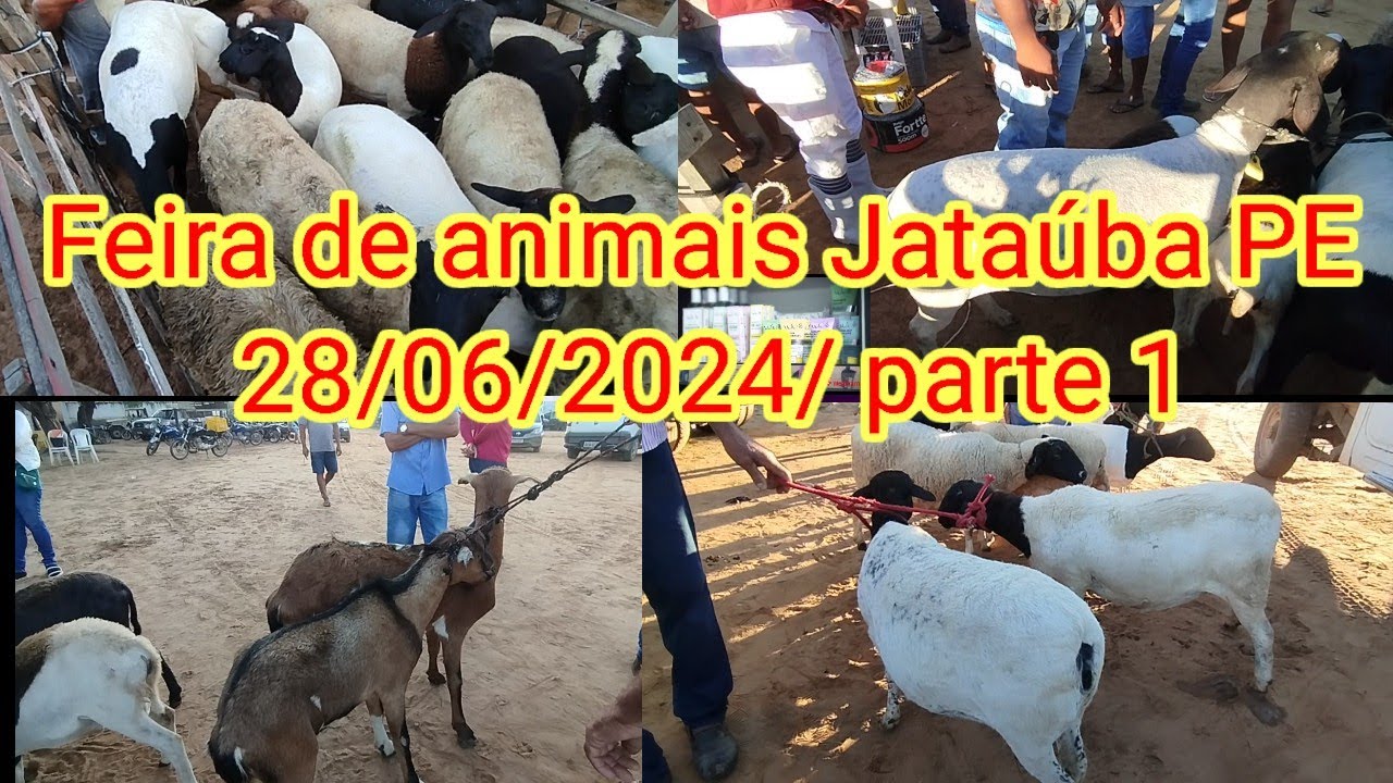 Feira de Caprinos é o vinos em Jataúba PE 28/06/2024/ parte 1