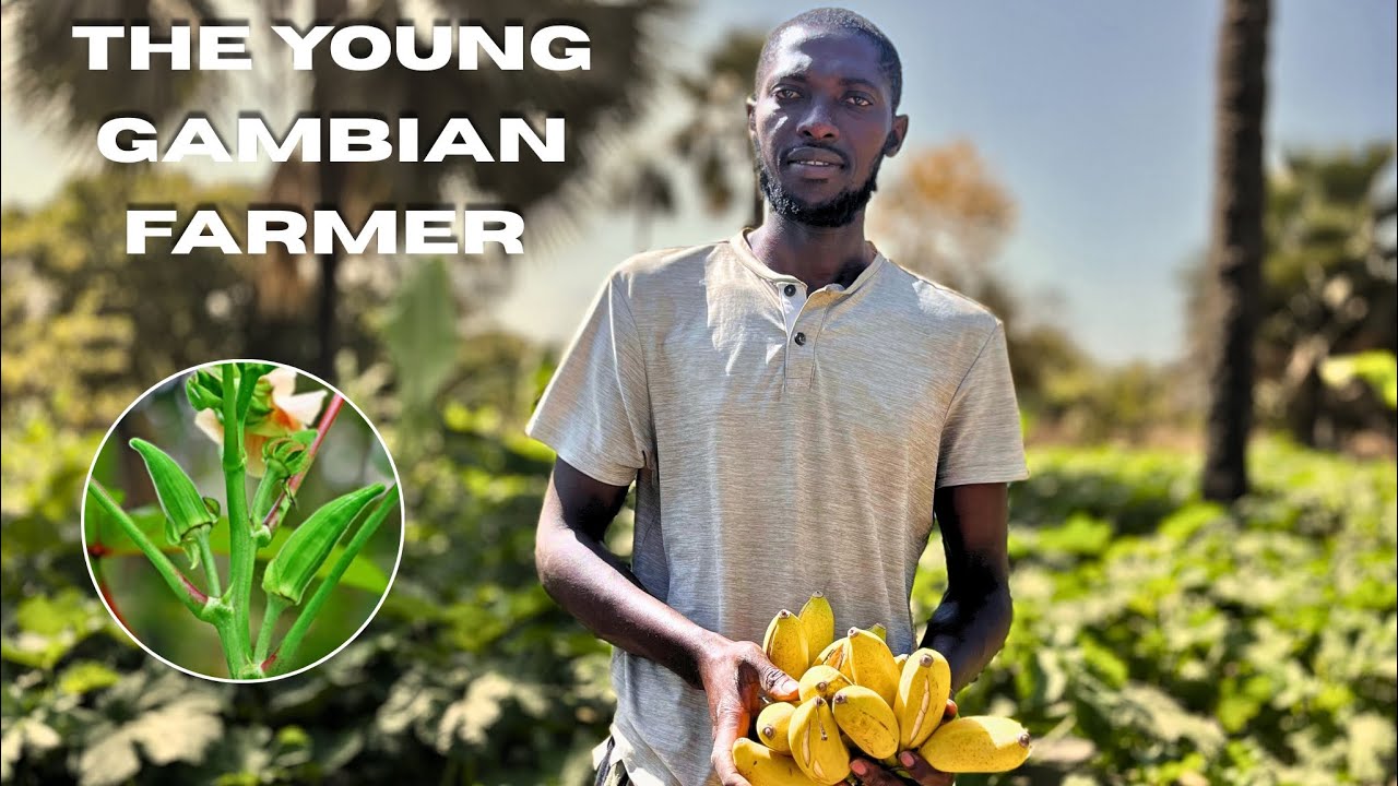 The Gambian Farmer Leaves Administrative Job to Pursue Okra Farming In The Gambia #farming