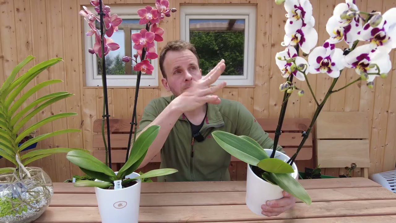 Orchidées mystérieuses - Phalaenopsis Elegant Polka Dots et Phalaenopsis Horizon