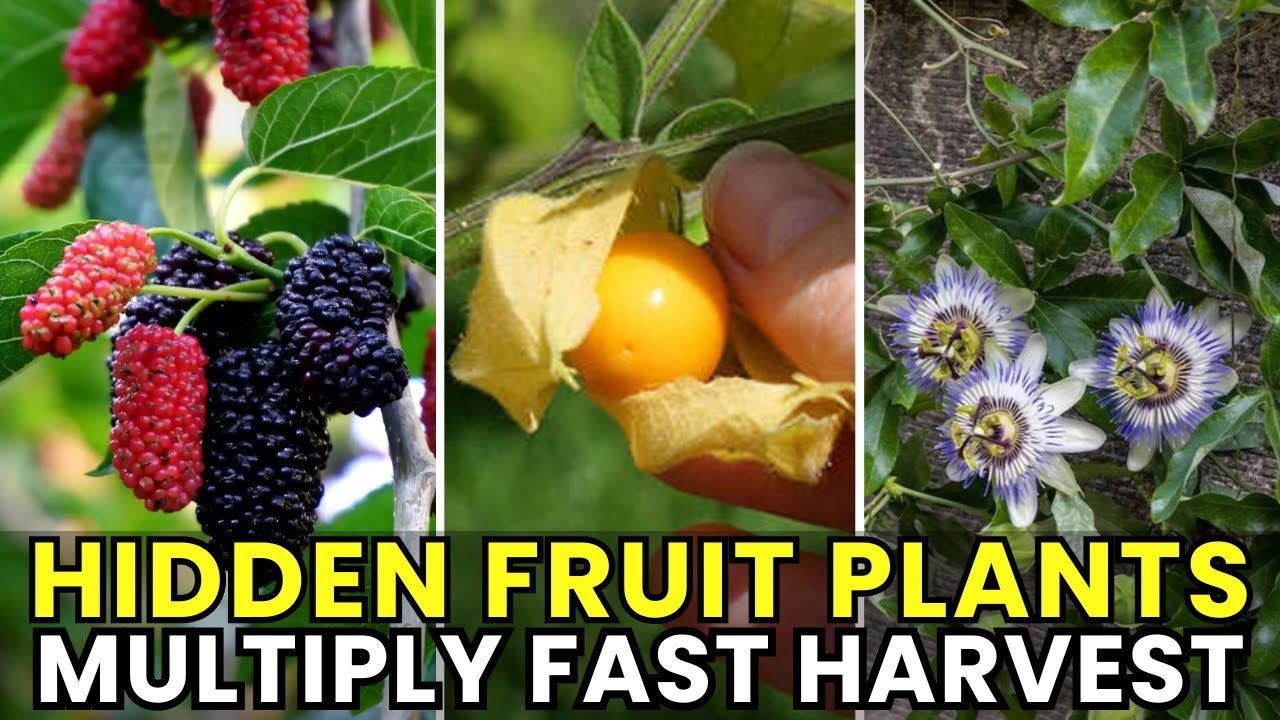 7 Hidden Fruit Plants That Multiply Fast and Give Twice the Harvest that Most Gardeners Ignore
