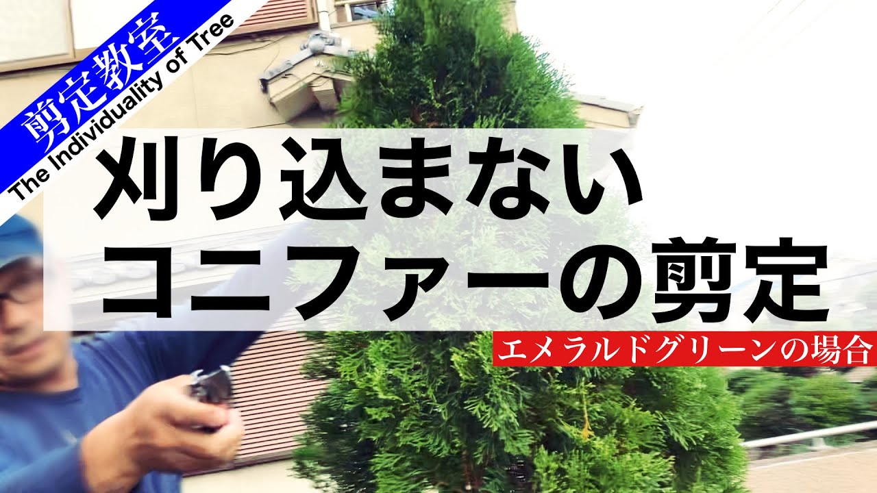 （OPの音量注意）コニファーの剪定、エメラルドグリーンを刈り込まずに仕上げる庭師のテクニック　クロダシャチョーの剪定教室