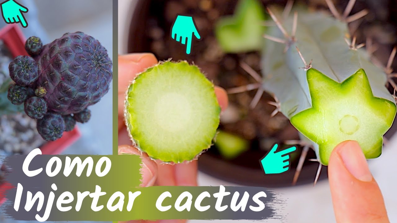 COMO INJERTAR CACTUS || HUERTO CITADINO