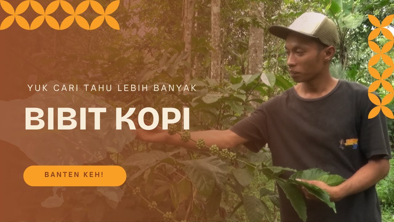Rahasia Awal Mula Kopi Banten Terungkap, Jelajah Pembibitan di Kaki Gunung Karang