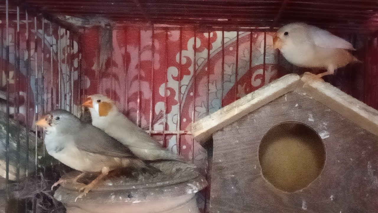 Mehran Birds is live! Mutation Finch breeder pair