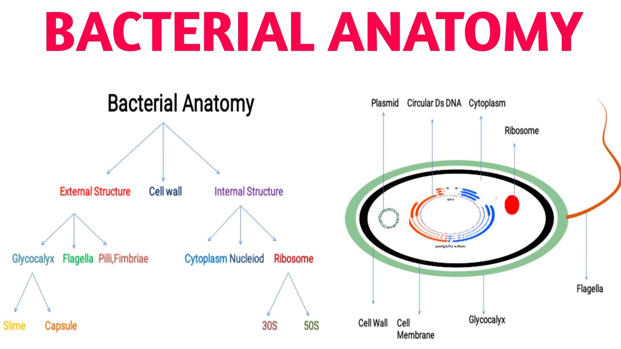Bacterial Anatomy || Different Parts Of Bacteria
