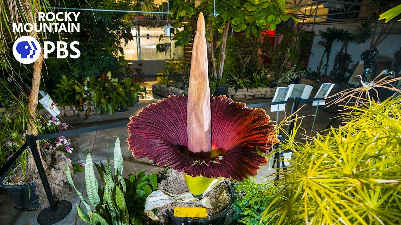 The science behind a corpse flower
