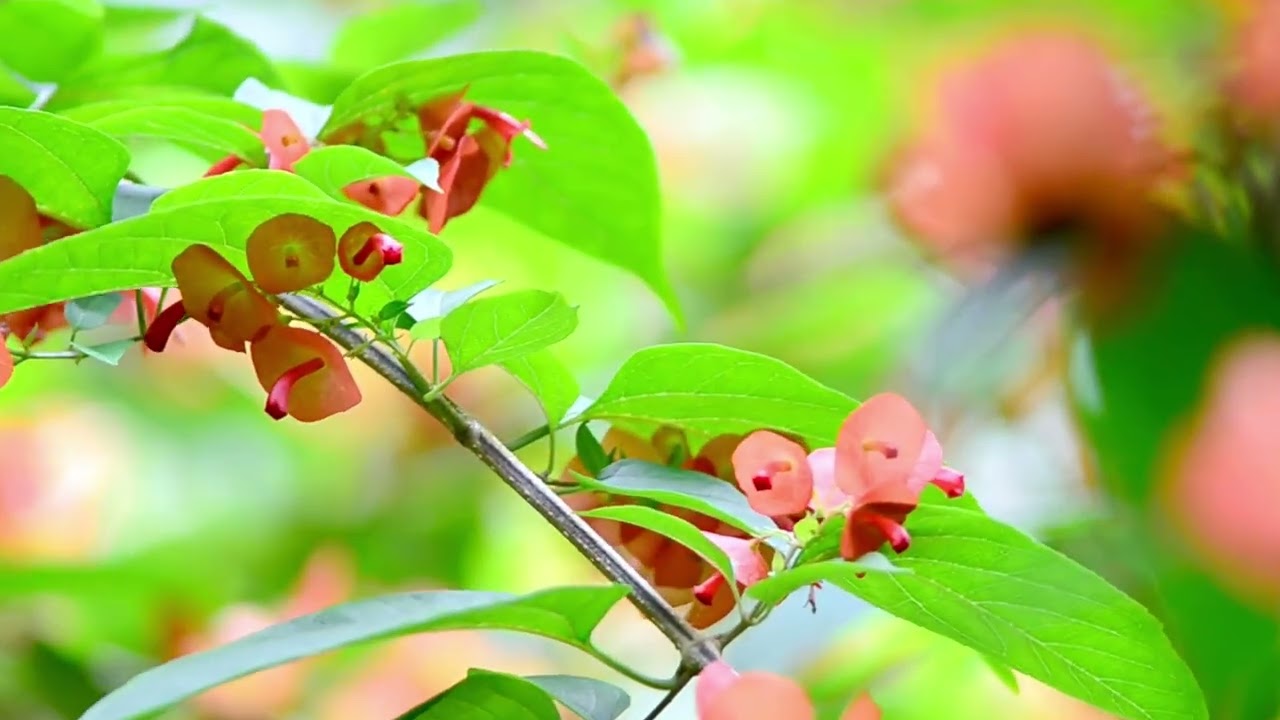 Crimson Sunbird – The Scarlet Jewel of the Tropical Forest  