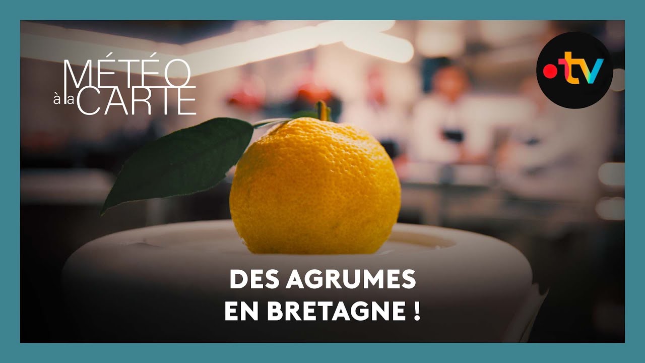 Insolite : des agrumes en Bretagne !