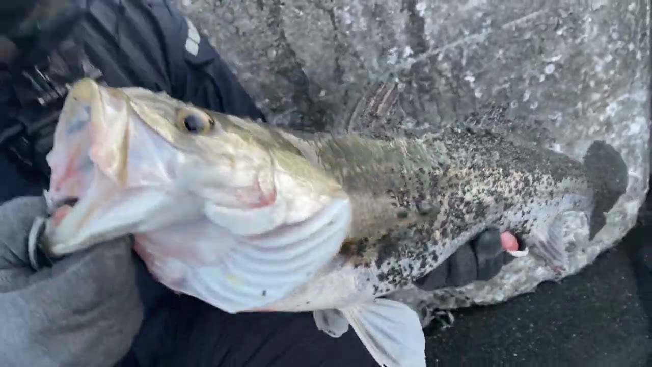 コノシロの泳がせ釣りが一番釣れると思います。