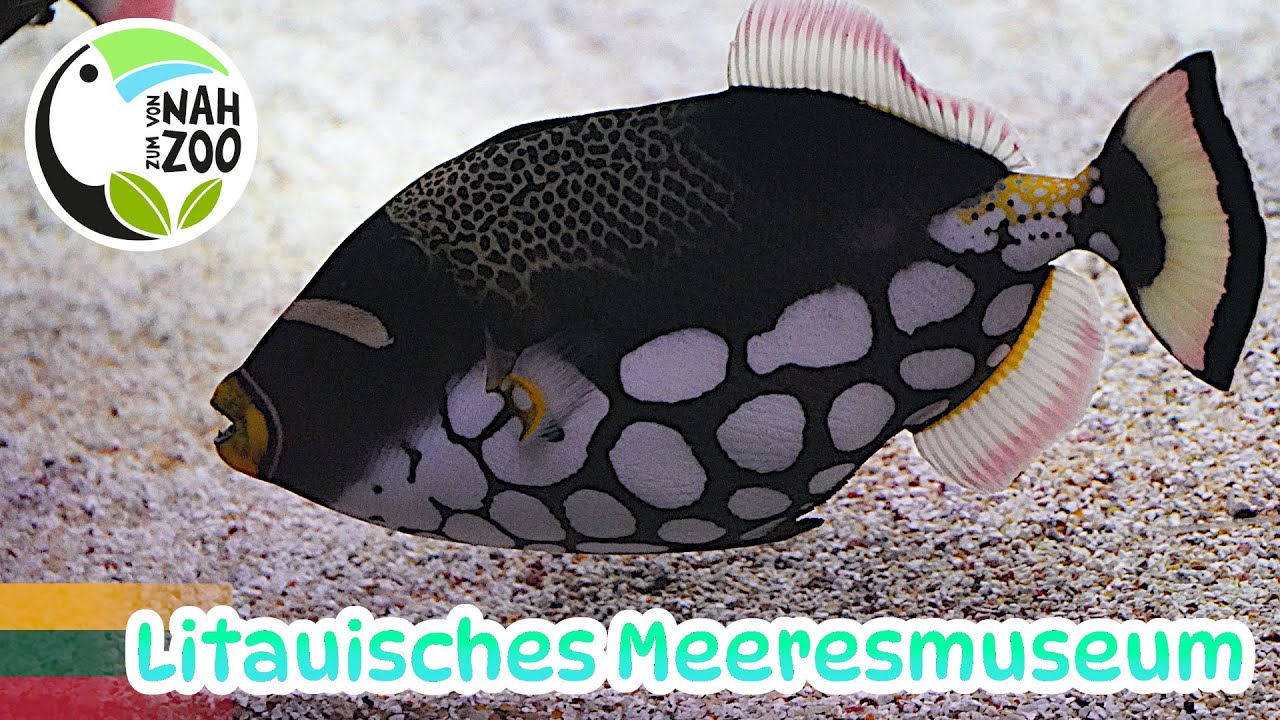 Litauisches Meeresmuseum Klaipeda - Eine gute Mischung - Von Nah zum Zoo 4k