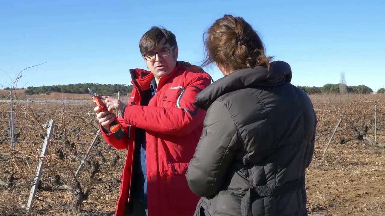 Demostración en campo de nuevas tijeras de poda a batería BELLOTA para el viñedo