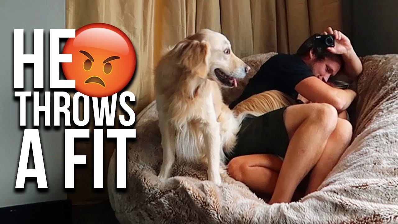 My Dog Gets Jealous When I Love My Girlfriend