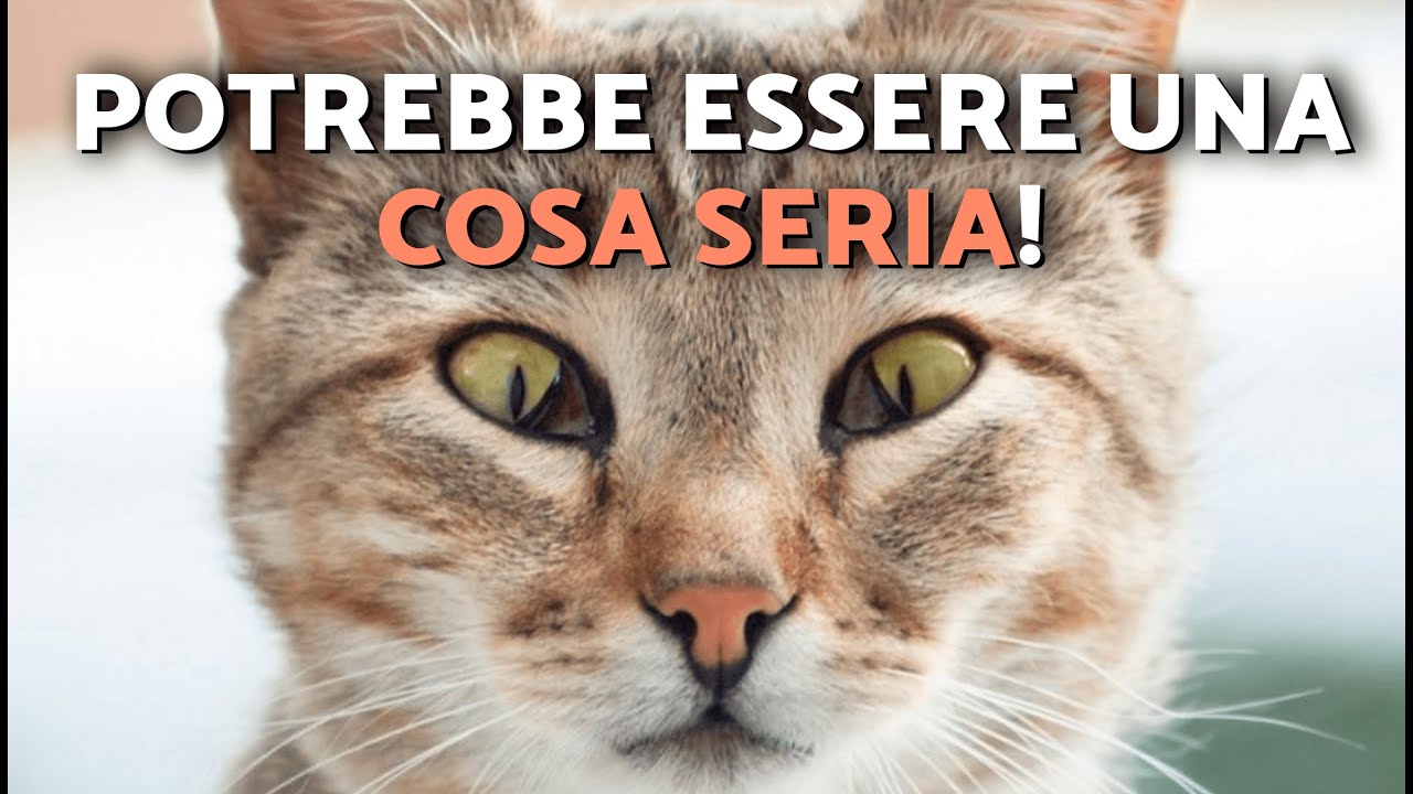 LA TERZA PALPEBRA DEL MIO GATTO SI VEDE 😿👁️ Membrana nittitante nei gatti