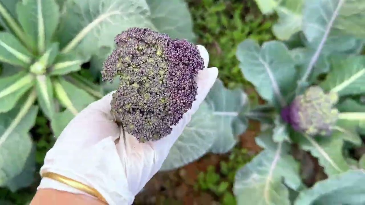 小院里自己种的菜 随便摘摘就吃不完 小院里自己种的菜